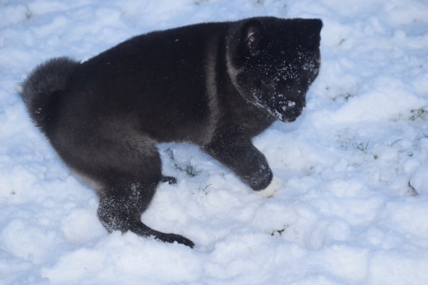 Akita Inu (teef) 30601