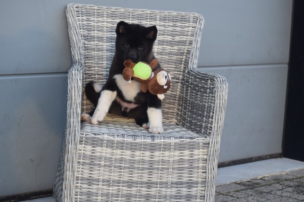 Akita Inu (teef) 30603