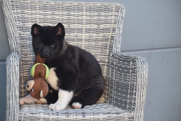 Akita Inu (teef) 30603