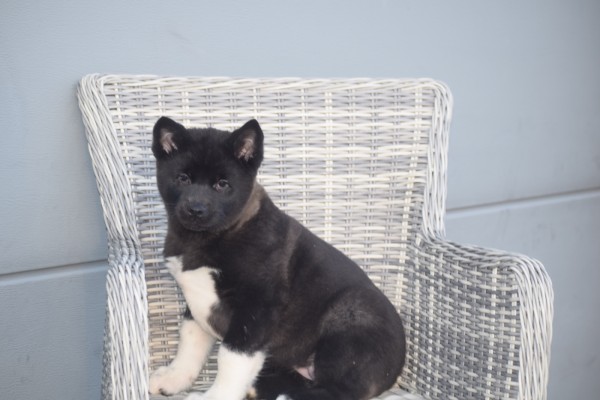 Akita Inu (teef) 30603