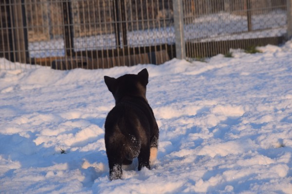 Akita Inu (teef) 30603