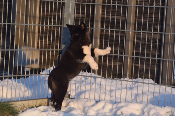 Akita Inu (teef) 30603