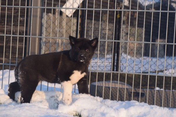 Akita Inu (teef) 30603