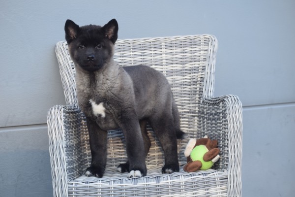 Akita Inu (teef) 30604