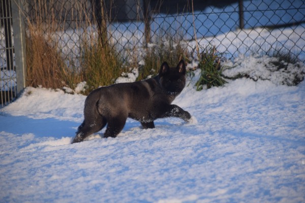 Akita Inu (teef) 30604