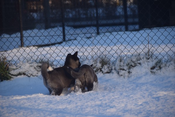 Akita Inu (teef) 30604