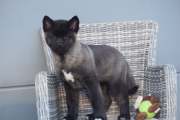 Akita Inu (teef) 30604