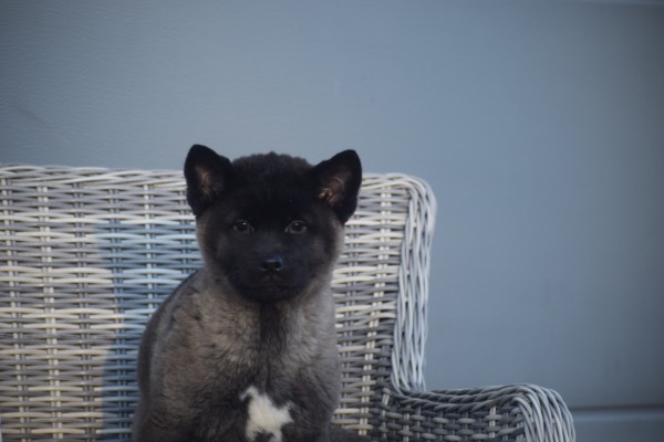 Akita Inu (teef) 30604