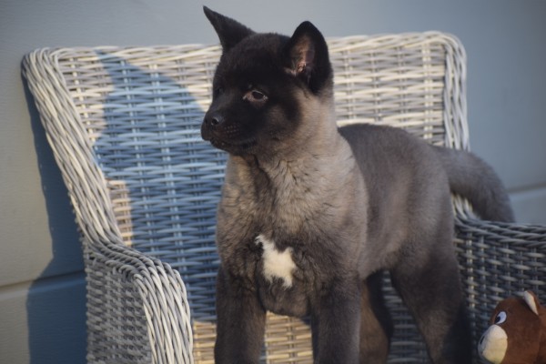 Akita Inu (teef) 30604