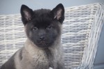Akita Inu (teef) 30604