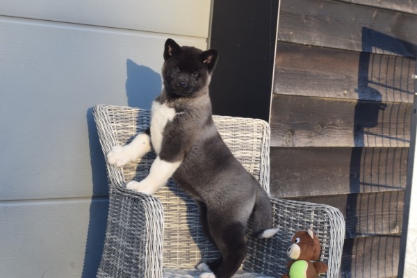 Akita Inu (teef) 30617