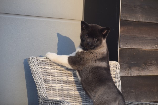 Akita Inu (teef) 30617