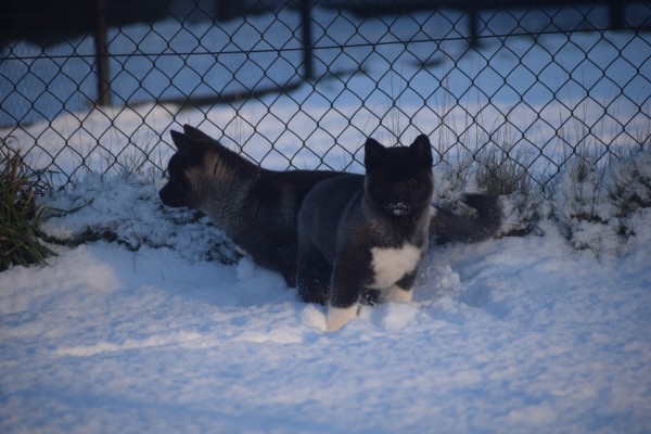 Akita Inu (teef) 30617