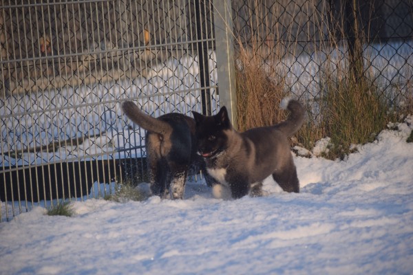 Akita Inu (teef) 30617