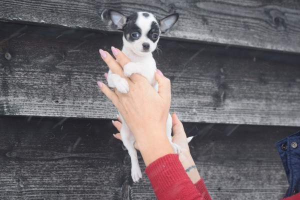 Chihuahua (reu) 34934