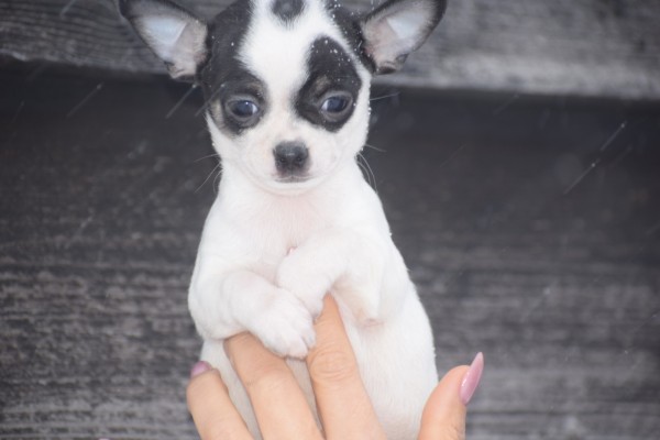 Chihuahua (reu) 34934