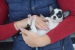 Chihuahua (reu) 34934