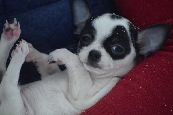 Chihuahua (reu) 34934