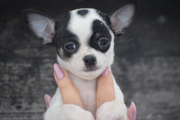 Chihuahua (reu) 34934