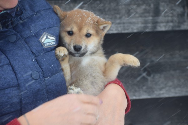 Shiba Inu (reu) 30698