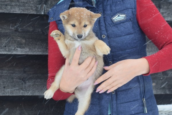 Shiba Inu (reu) 30698