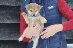 Shiba Inu (reu) 30698