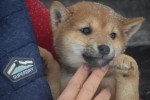 Shiba Inu (reu) 30698