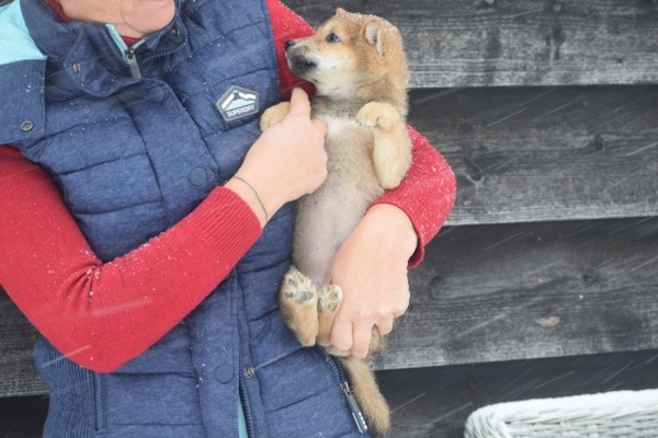 Shiba Inu (reu) 30698