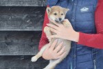 Shiba Inu (reu) 30698