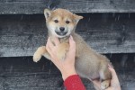 Shiba Inu (reu) 30698
