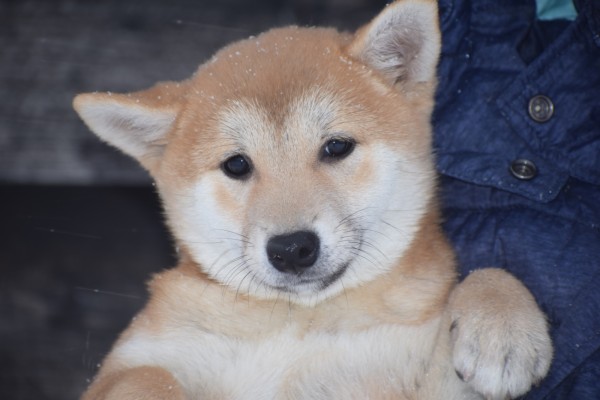 Shiba Inu (teef) 30605