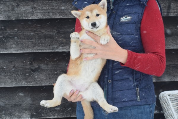 Shiba Inu (teef) 30605