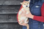 Shiba Inu (teef) 30605