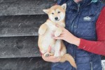 Shiba Inu (teef) 30605