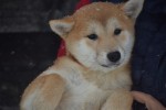 Shiba Inu (teef) 30605
