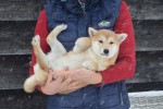 Shiba Inu (teef) 30605