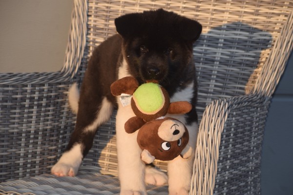 Akita Inu (teef) 30602