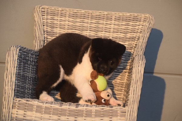 Akita Inu (teef) 30602