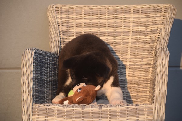 Akita Inu (teef) 30602