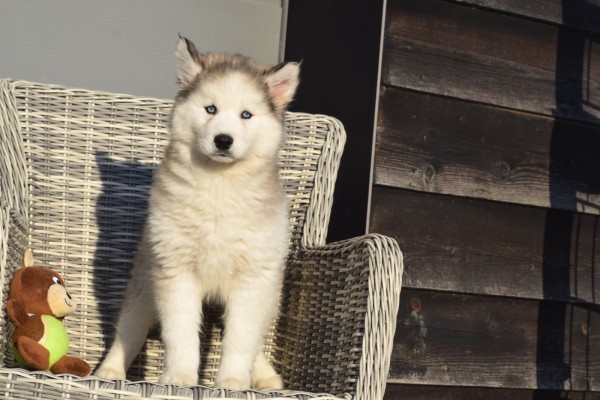 Husky sybérien (teef) 30615