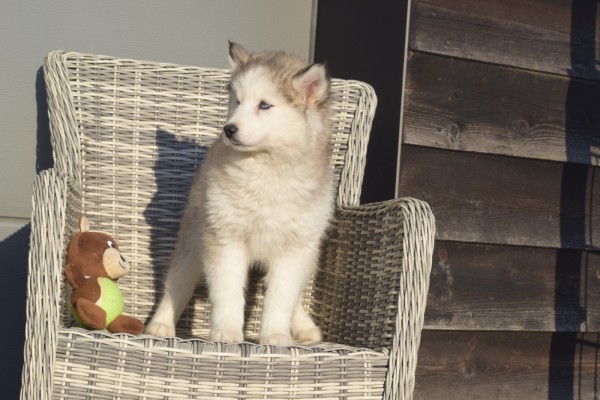 Husky sybérien (teef) 30615