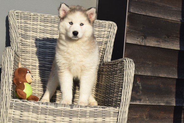 Husky sybérien (teef) 30615