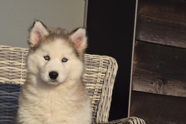 Husky sybérien (teef) 30615