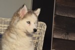 Husky sybérien (teef) 30615