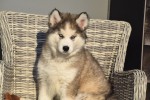 Husky sybérien (reu) 30611
