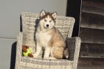 Husky sybérien (reu) 30611