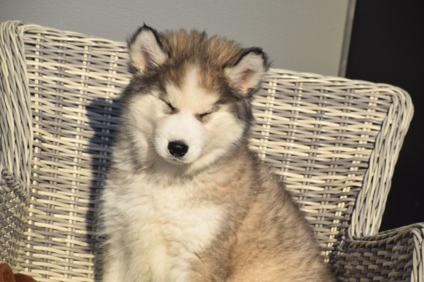 Husky sybérien (reu) 30611