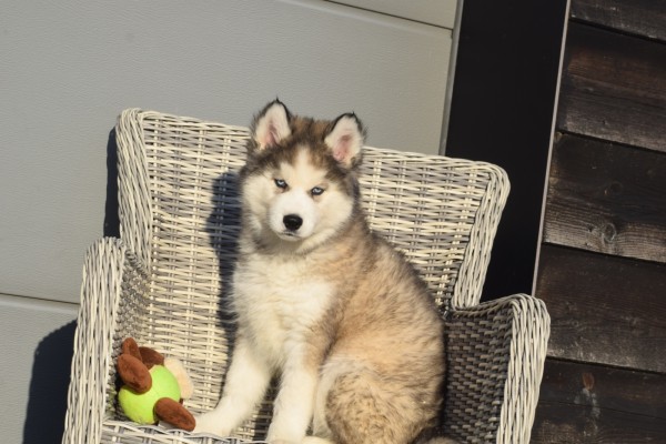 Husky sybérien (reu) 30611