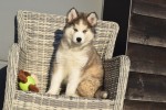 Husky sybérien (reu) 30611