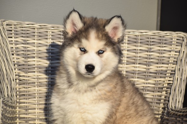 Husky sybérien (reu) 30611